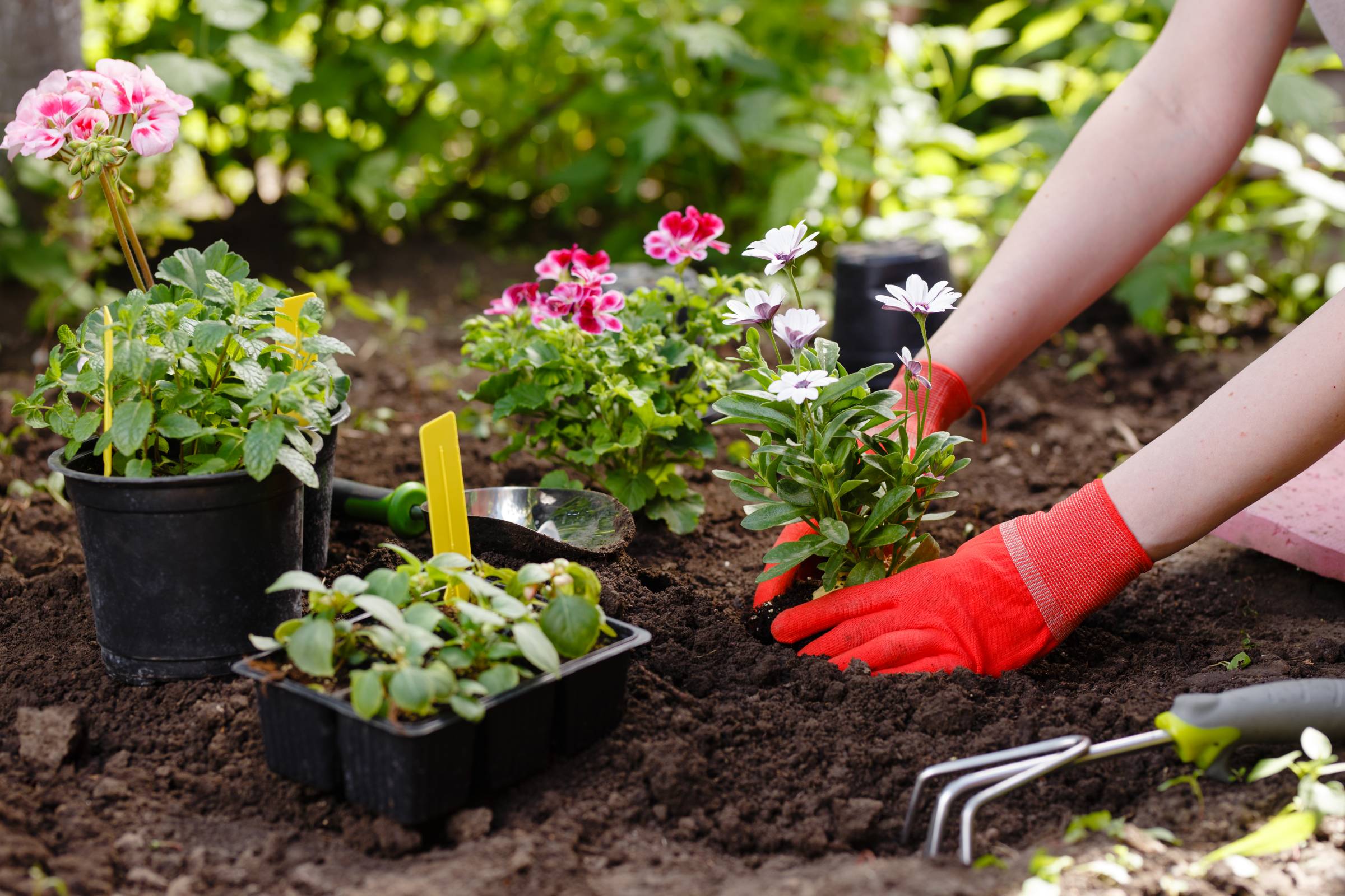 Garden care service